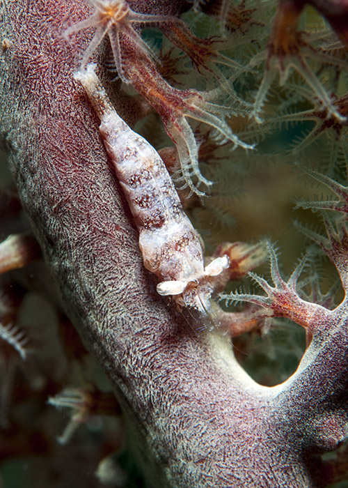 28_Hamodactylus_noumeae_(Gorgonian_shrimp).jpg