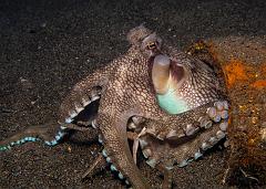 15_Amphioctopus_marginatus_(Coconut_Octopus)