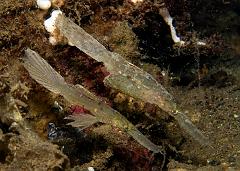 22_Robust_Ghostpipefish_(Solenostomus_cyanopterus)