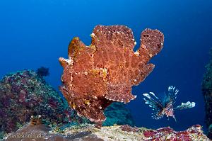 06-Giant-Frogfish-&-Lionfish