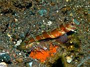 24-Shrimp-and-Goby