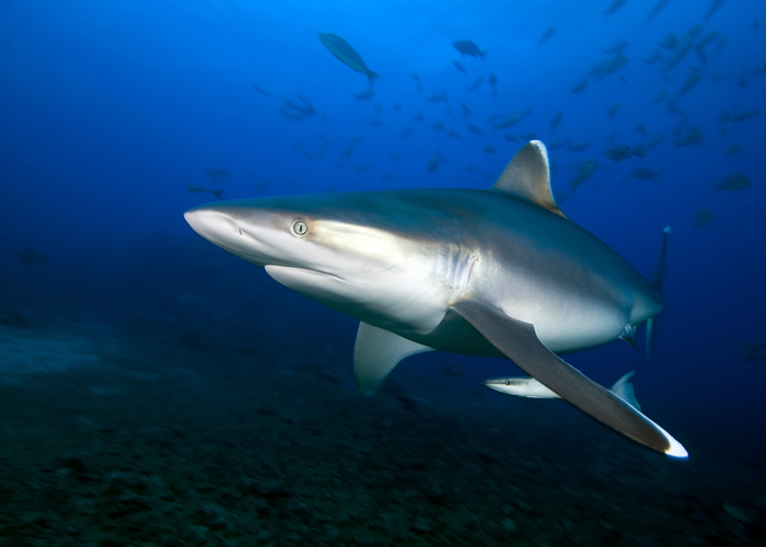 Bega01_Silvertip_Shark_(Carcharhinus_albimarginatus).jpg