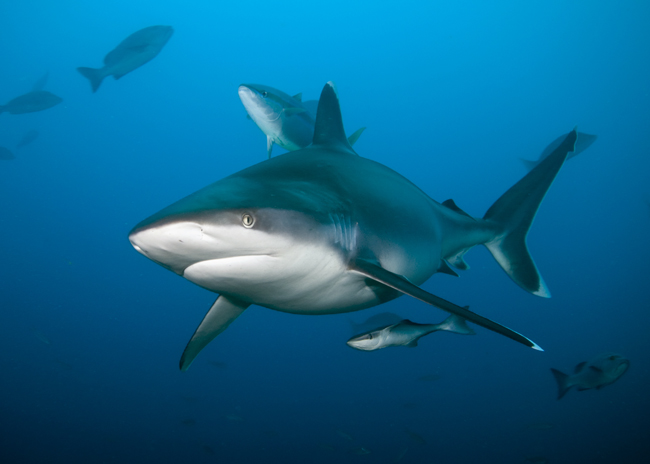 Bega02_Silvertip_Shark_(Carcharhinus_albimarginatus).jpg