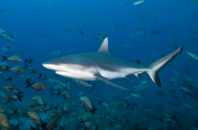 Bega12_Grey_Reef_Shark_(Carcharhinus_amblyrhynchos).jpg