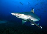 Bega01_Silvertip_Shark_(Carcharhinus_albimarginatus)