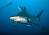 Bega02_Silvertip_Shark_(Carcharhinus_albimarginatus)