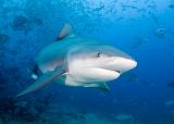 Bega03_Bull_Shark_(Carcharhinus_leucas)