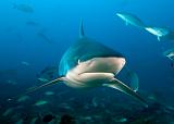 Bega09_Silvertip_Shark_(Carcharhinus_albimarginatus)