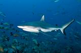 Bega12_Grey_Reef_Shark_(Carcharhinus_amblyrhynchos)