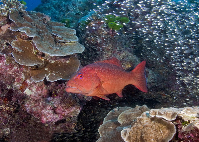 05_Coral_Trout.jpg