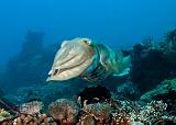 20_Broadclub_Cuttlefish
