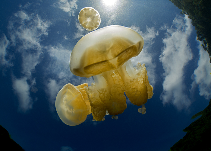 02_Jellyfish2.jpg