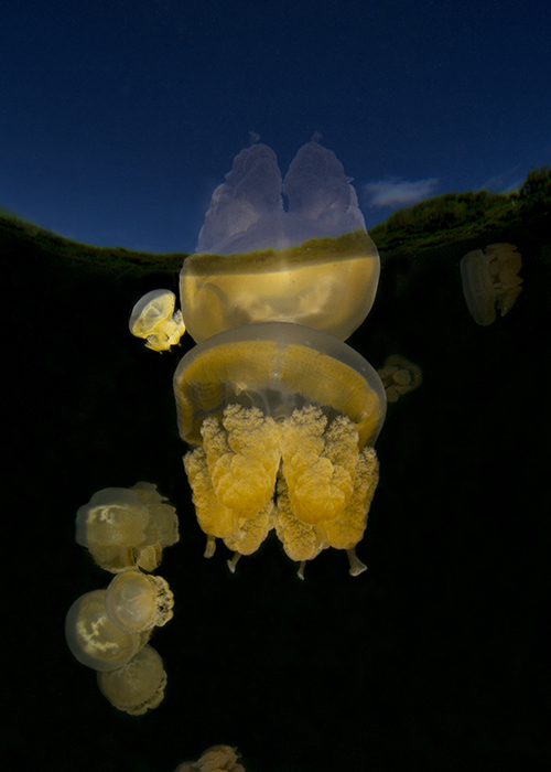 05_Jellyfish_Lake.jpg