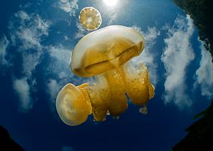 02_Jellyfish2