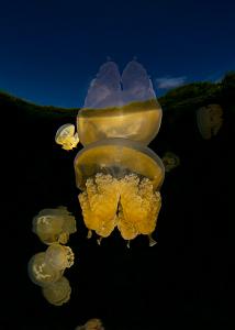 05_Jellyfish_Lake