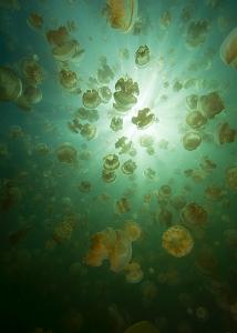 08_Jellyfish_Lake