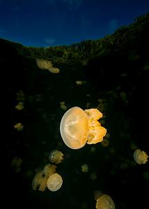 22_Jellyfish_Lake
