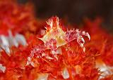 05_SoftcoralCrab