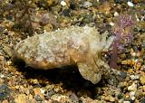 28_Cuttlefish