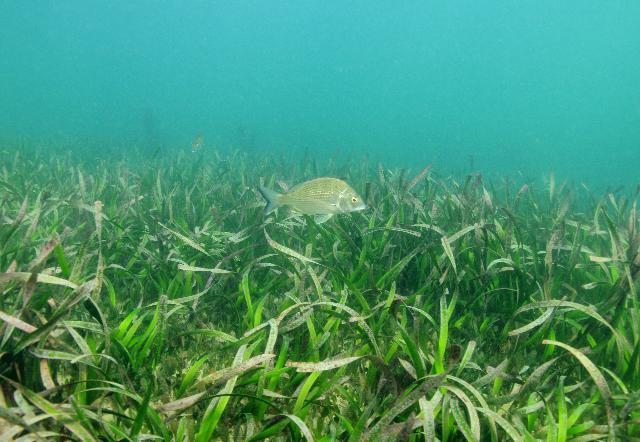 seagrass03.jpg