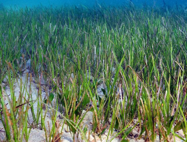 seagrass20.jpg