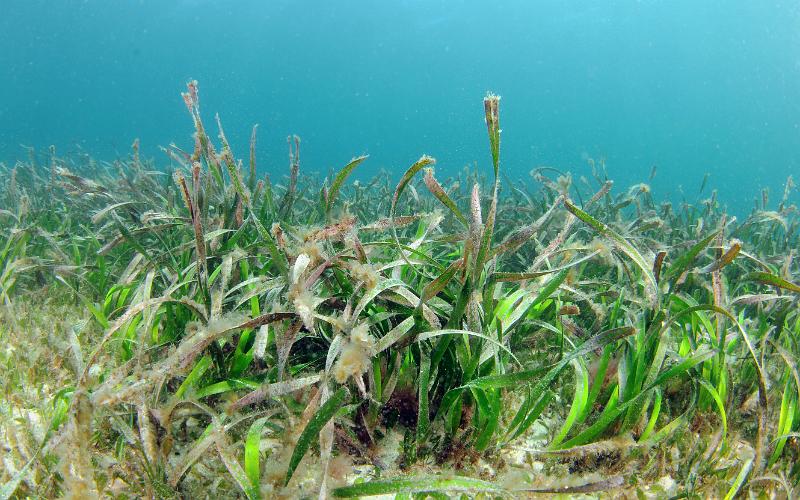 seagrass27.jpg