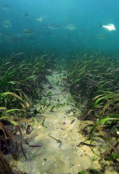 seagrass28.jpg