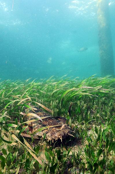 seagrass35.jpg