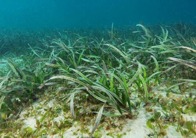 seagrass36.jpg