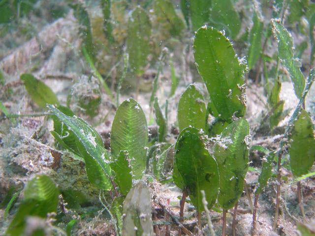 seagrass42.jpg