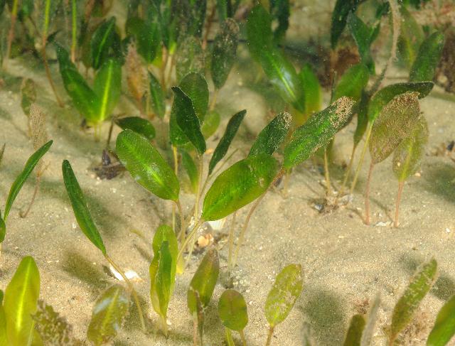 seagrass60.jpg