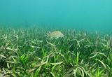 seagrass03