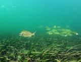 seagrass41