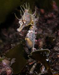 Hippocampus_breviceps1