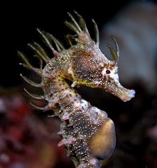 Hippocampus_breviceps2