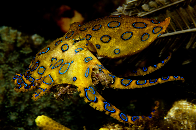 08_Bluering_Octopus.jpg