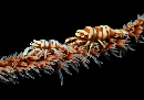 Pair of gorgonian commensal shrimp