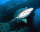Protecting our Grey Nurse - the giant puppy dogs of the ocean