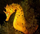 Australian Pot Belly Seahorse